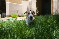 Luffy (AKC Registered), a male Bull Terrier for sale in Lake Elsinore, CA – 6 of 10