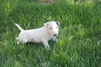 Bepo (AKC Registered), a male Bull Terrier for sale in Lake Elsinore, CA – 5 of 10