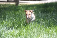 Chopper (AKC Registered), a male Bull Terrier for sale in Lake Elsinore, CA – 9 of 10