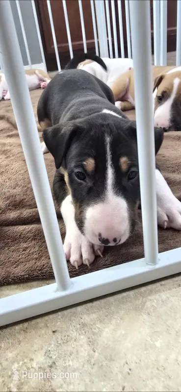 Usopp – Bull Terrier puppy for sale in Lake Elsinore, CA