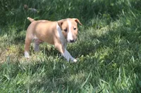 Chopper (AKC Registered), a male Bull Terrier for sale in Lake Elsinore, CA – 3 of 10