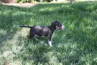 Usopp (AKC Registered), a male Bull Terrier for sale in Lake Elsinore, CA – 10 of 10