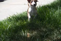 Carrot (AKC Registered), a female Bull Terrier for sale in Lake Elsinore, CA – 6 of 10