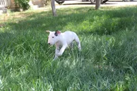 Bepo (AKC Registered), a male Bull Terrier for sale in Lake Elsinore, CA – 10 of 10