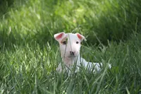 Nami (AKC Registered), a female Bull Terrier for sale in Lake Elsinore, CA – 8 of 10