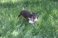 Usopp (AKC Registered), a male Bull Terrier for sale in Lake Elsinore, CA – 8 of 10