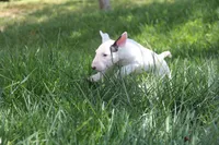 Bepo (AKC Registered), a male Bull Terrier for sale in Lake Elsinore, CA – 4 of 10