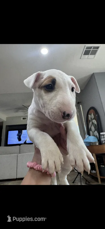 Nami – Bull Terrier puppy for sale in Lake Elsinore, CA