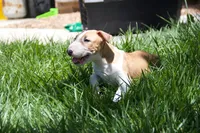 Luffy (AKC Registered), a male Bull Terrier for sale in Lake Elsinore, CA – 3 of 10