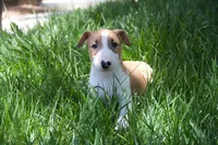 Luffy (AKC Registered), a male Bull Terrier for sale in Lake Elsinore, CA – 4 of 10