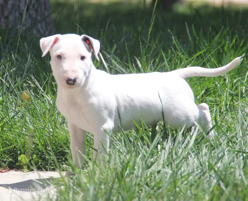 Bepo – Bull Terrier puppy for sale in Lake Elsinore, CA