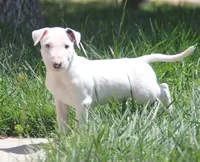 Bepo (AKC Registered), a male Bull Terrier for sale in Lake Elsinore, CA – 1 of 10