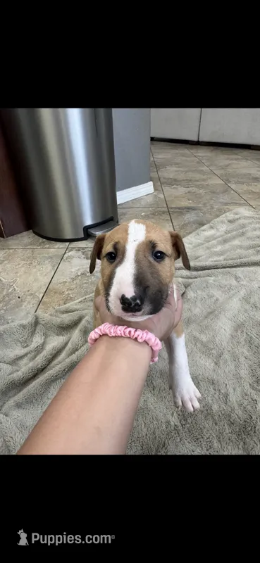 Chopper – Bull Terrier puppy for sale in Lake Elsinore, CA