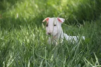 Nami (AKC Registered), a female Bull Terrier for sale in Lake Elsinore, CA – 7 of 10