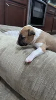 Carrot, a female Bull Terrier for sale in Lake Elsinore, CA – Photo 2 of 9