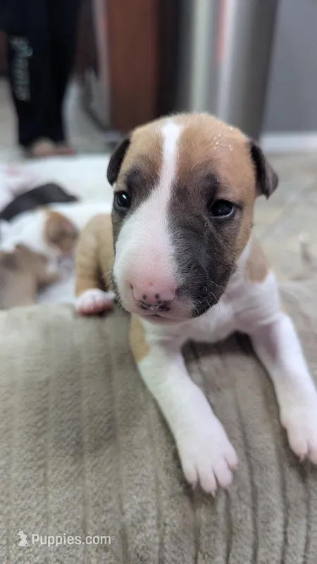 Carrot – Bull Terrier puppy for sale in Lake Elsinore, CA