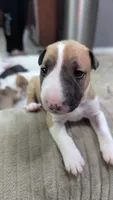 Carrot, a female Bull Terrier for sale in Lake Elsinore, CA – Photo 1 of 9