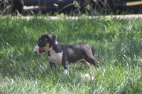 Usopp (AKC Registered), a male Bull Terrier for sale in Lake Elsinore, CA – 2 of 10
