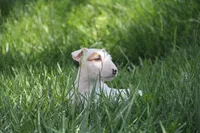 Nami (AKC Registered), a female Bull Terrier for sale in Lake Elsinore, CA – 9 of 10