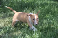 Chopper (AKC Registered), a male Bull Terrier for sale in Lake Elsinore, CA – 4 of 10