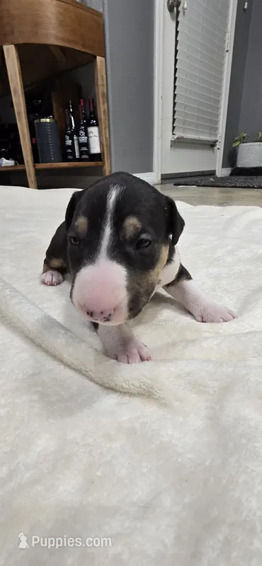Usopp – Bull Terrier puppy for sale in Lake Elsinore, CA