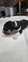Usopp, a male Bull Terrier for sale in Lake Elsinore, CA – Photo 8 of 10