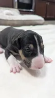 Usopp, a male Bull Terrier for sale in Lake Elsinore, CA – Photo 4 of 10