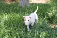 Nami (AKC Registered), a female Bull Terrier for sale in Lake Elsinore, CA – 2 of 10
