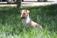 Chopper (AKC Registered), a male Bull Terrier for sale in Lake Elsinore, CA – 6 of 10
