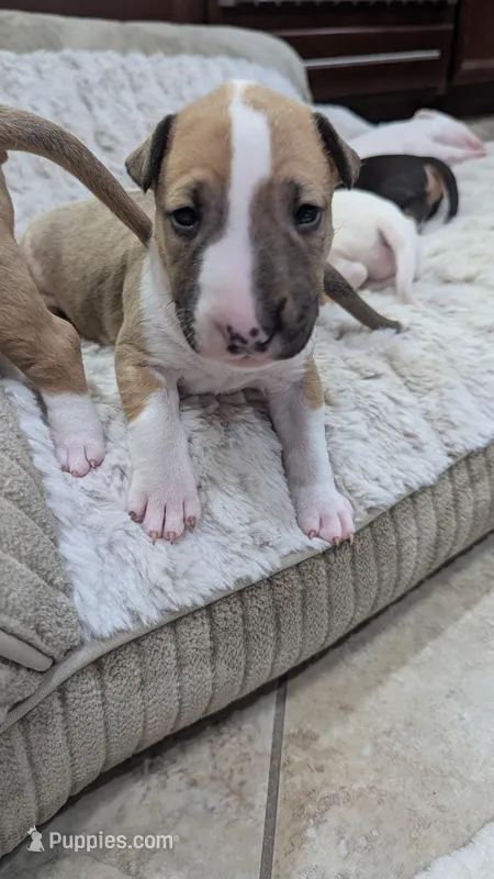 Chopper – Bull Terrier puppy for sale in Lake Elsinore, CA