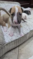 Chopper, a male Bull Terrier for sale in Lake Elsinore, CA – Photo 1 of 5