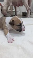 Chopper, a male Bull Terrier for sale in Lake Elsinore, CA – Photo 2 of 5