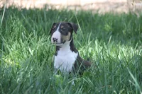 Usopp (AKC Registered), a male Bull Terrier for sale in Lake Elsinore, CA – 3 of 10