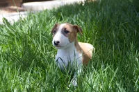 Luffy (AKC Registered), a male Bull Terrier for sale in Lake Elsinore, CA – 2 of 10