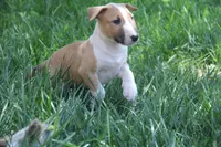 Chopper (AKC Registered), a male Bull Terrier for sale in Lake Elsinore, CA – 10 of 10