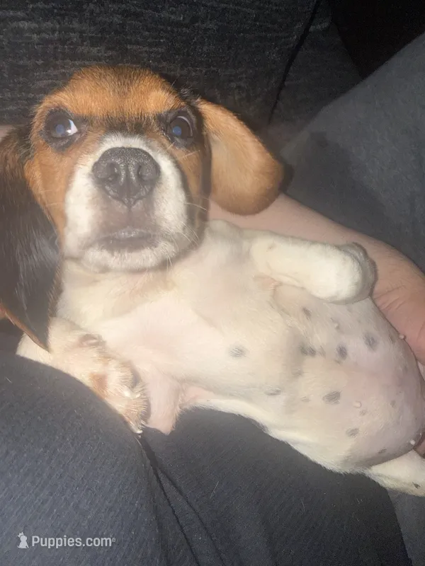 Roger  – Beagle puppy for sale in Salinas, CA