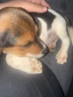 Roger , a male Beagle for sale in Salinas, CA – 4 of 5