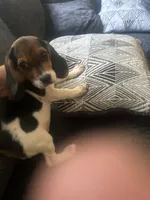 Roger , a male Beagle for sale in Salinas, CA – 3 of 5