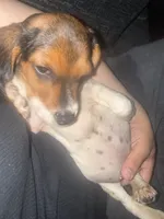 Roger , a male Beagle for sale in Salinas, CA – 5 of 5