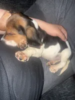 Roger , a male Beagle for sale in Salinas, CA – 2 of 5