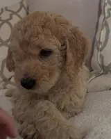 Honey, a female Goldendoodle for sale in San Diego, CA – Photo 3 of 10