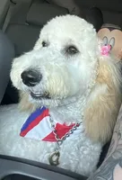 Honey, a female Goldendoodle for sale in San Diego, CA – Photo 6 of 10