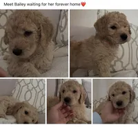 Honey, a female Goldendoodle for sale in San Diego, CA – Photo 5 of 10