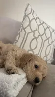Honey, a female Goldendoodle for sale in San Diego, CA – Photo 10 of 10