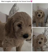 Honey, a female Goldendoodle for sale in San Diego, CA – Photo 2 of 10