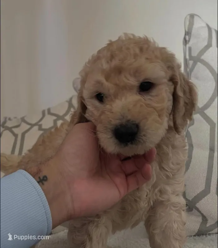 Honey – Goldendoodle puppy for sale in San Diego, CA