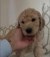 Honey, a female Goldendoodle for sale in San Diego, CA – Photo 1 of 10