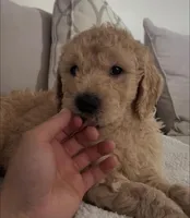 Honey, a female Goldendoodle for sale in San Diego, CA – Photo 4 of 10