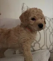 Honey, a female Goldendoodle for sale in San Diego, CA – Photo 8 of 10