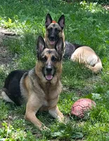 Yellow collar, a male German Shepherd Dog for sale in Lake Villa, IL – 2 of 3